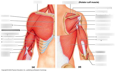 Muscles Of The Shoulder And Arm Diagram Quizlet
