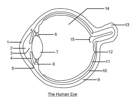 The Eye Diagram Quizlet