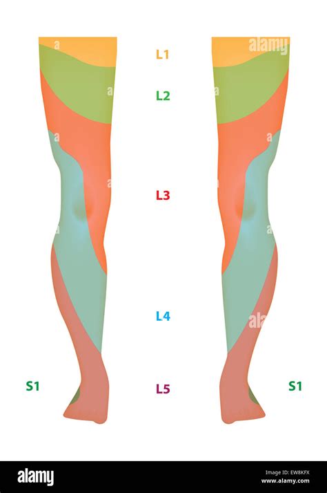 Dermatomes Of Lower Limb Great Toe L Physical Therapy School Dermatome Map