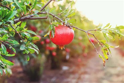Pomegranates | Ubali Pomegranate & Prickly Pear Farm
