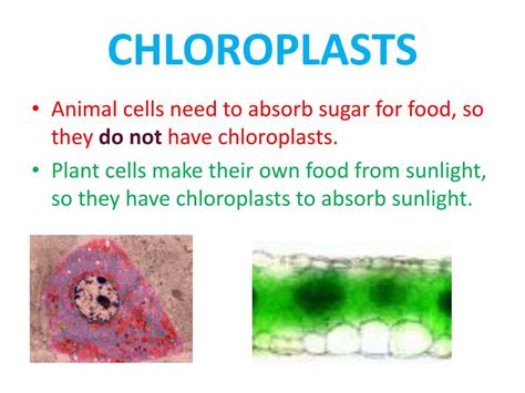 Check spelling or type a new query. PPT - Plant vs. Animal Cells PowerPoint Presentation - ID ...