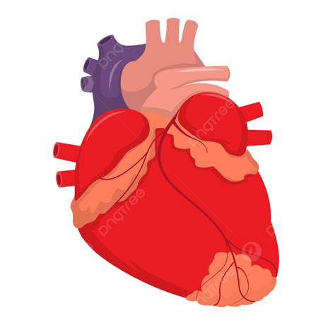 Human Heart Anatomy Vector Hd Images Human Heart Medical Anatomi