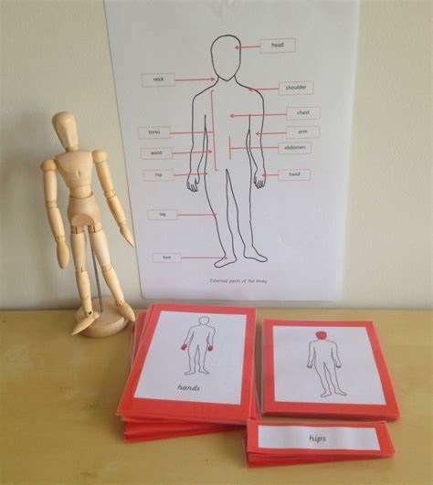 Free External Parts Of The Body Printables From Elementary