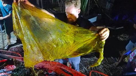 Dead Whale Found With 88 Pounds Of Plastic Bags In Its Stomach Live