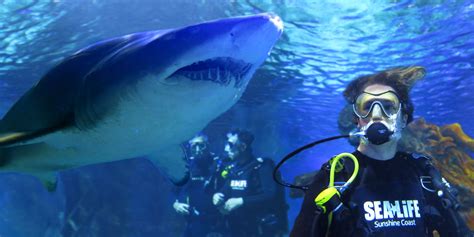 Dive With Sharks Sunshine Coast Sea Life Aquarium Adrenaline