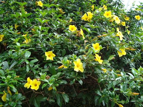 The Yellow Allamanda Allamanda Cathartica The Buttercup Flower Is A