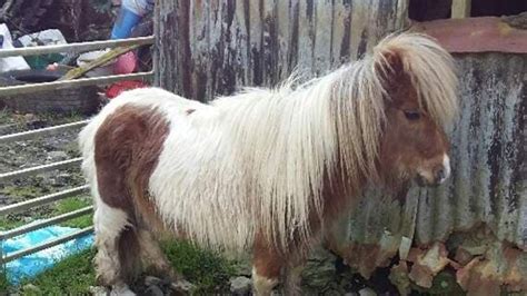 Rspca Appeal After Pony Found With Overgrown Hooves Cambrian Uk