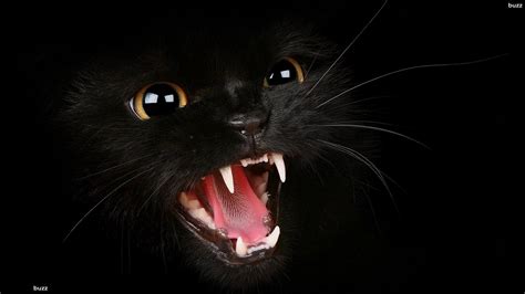 Agressive Scared Black Cat Cat Wallpaper Cats Angry Cat