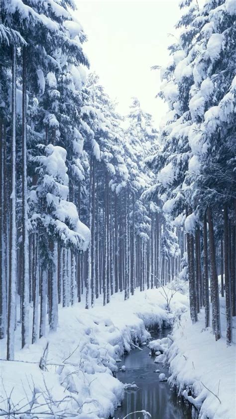 Snow Covered Forest Iphone Wallpapers Free Download