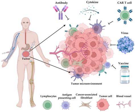 Cancer Immunotherapy And Delivery System Encyclopedia MDPI