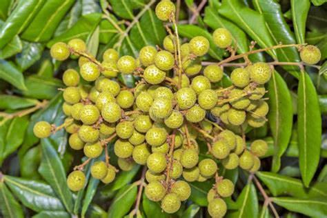 Closeup Of Longan Dimocarpus Longan Fruit On Tree Stock Image Image