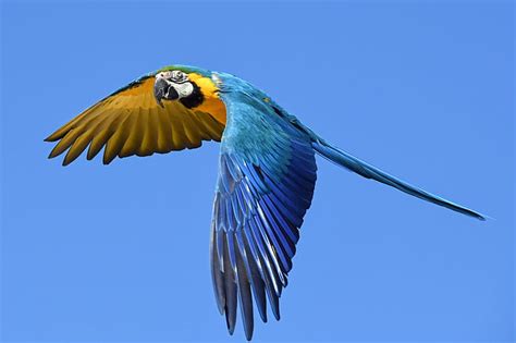 Royalty Free Photo Blue And Yellow Macaw Bird Flying During Daytime