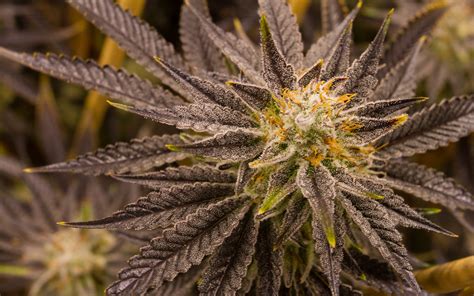 Cannabis Strains The 53 Best Weed Strains