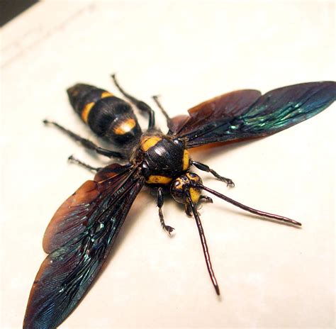 Megascolia Procer Javenensis Male Largest Wasp Real Framed Wasp