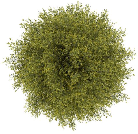 0 Result Images Of Tree Top View Png Cad PNG Image Collection