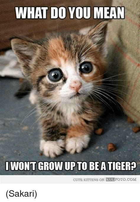Image Result For Cute Kitten Memes Cute Animals Baby Animals Funny Cats