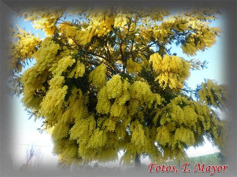 Flores Y Plantas Silvestres Acacia Dealbata Link Mimosa Mimosa