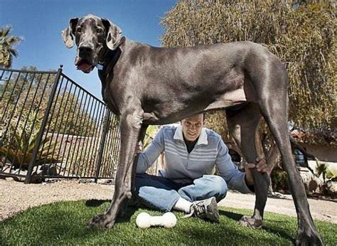 The Biggest Dog In The World