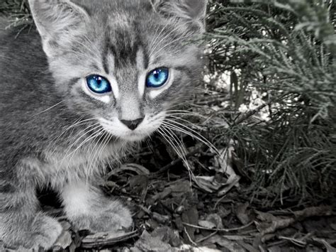 Find out what is so #19 orange tabbies usually have gold or green eyes. The warrior cats: Oceanclan