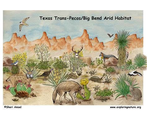 Texas Trans Pecosbig Bend Arid Habitat Poster