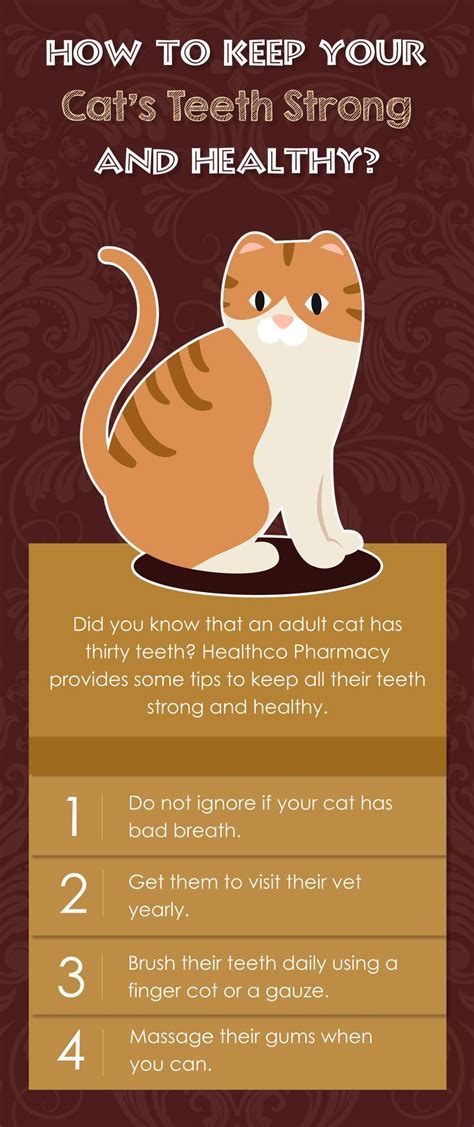 Next google homeopathic treatment for stomatitis in cats and home remedies for stomatitis in. How to Keep Your Cat's Teeth Strong and Healthy? #cat # ...
