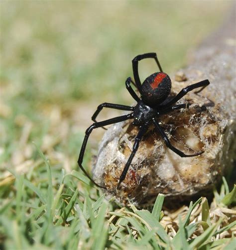 How To Tell The Difference Between Poisonous And Non Poisonous Spiders