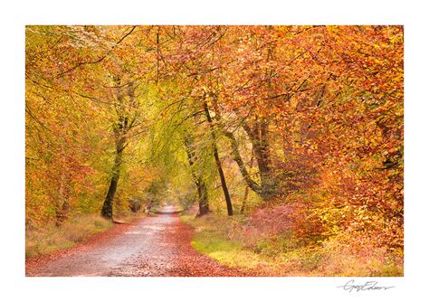 Savernake Autumn Dappled Light And Walls Of Autumn Colour Flickr