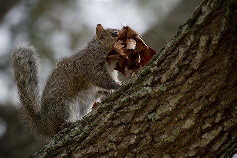 Nest building | Eastern gray squirrel (Sciurus carolinensis)… | Flickr