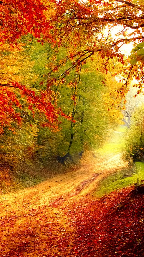 Autumn Bend Hd Wallpaper For Your Mobile Phone 6526