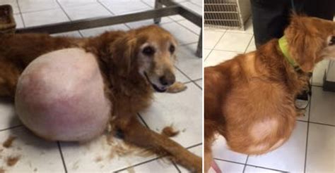 Woman Mercilessly Abandoned Her Dog With A 42 Pound Tumor