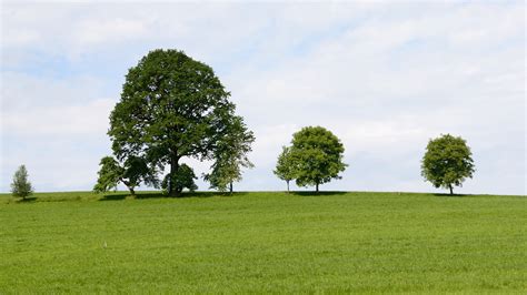 1280x720 Wallpaper Green Trees Surrounded By Green Grass Field During