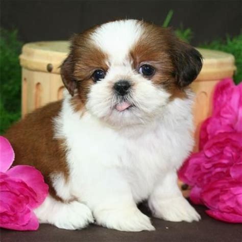 Garage sales found around sioux falls, south dakota. Shih Tzu Puppies For Sale | Sioux Falls, SD #128369