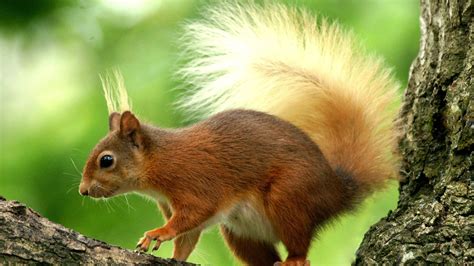 Animal Squirrel Cute Wallpapers Hd Desktop And Mobile