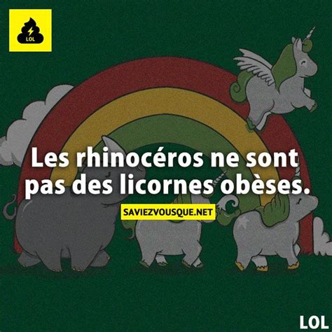 Les Rhinocéros Ne Sont Pas Des Licornes Obèses Saviez Vous Que