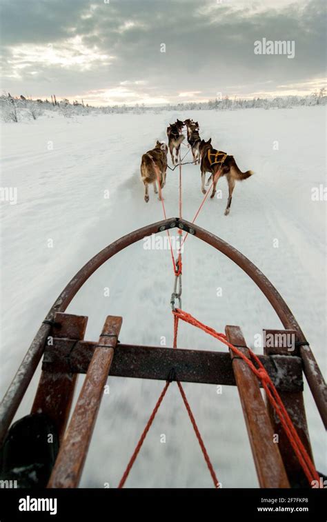 Dog Sled Pulled By Husky Dogs Hi Res Stock Photography And Images Alamy