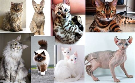cats breeds of cats most popular cat breeds photos and breed profiles