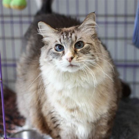 Long Haired Kittens For Adoption Into Vast Chronicle Picture Archive