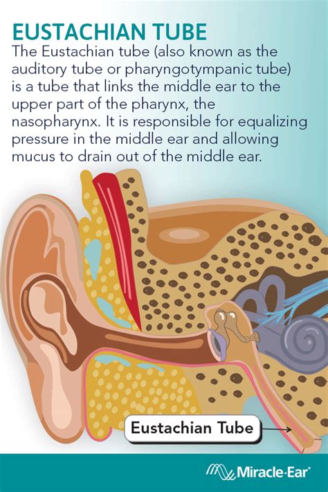 The Eustachian Tube Also Known As The Auditory Tube Or