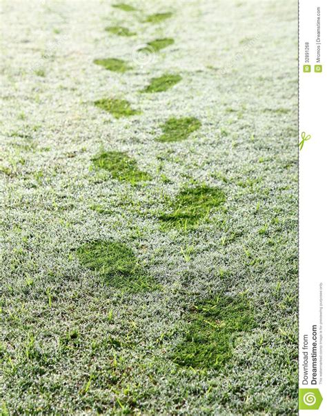 Footprints Over The Grass In The Early Morning Stock Photo Image Of