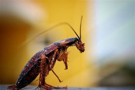 Ten Interesting And Fascinating Facts About Cockroaches