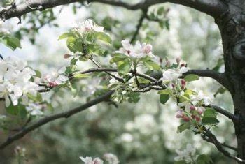 Cold hardy, good apple off the tree, flavorful, ripens early in colorado. How to Assess Frost & Freeze Damage to Apple Trees | Home ...