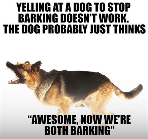 At memesmonkey.com find thousands of memes categorized into thousands of categories. How to get your dog to stop barking | Barking, Awesome and ...