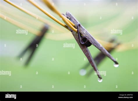 Wet Clothes Pins On Clothes Lines Stock Photo Alamy
