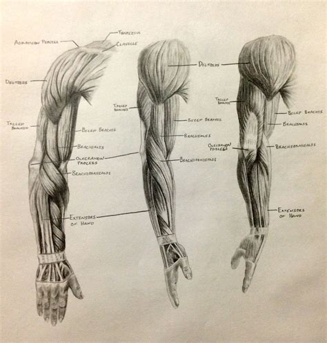 Human Anatomy Muscles Drawing Muscle Anatomy Drawing Images – Learn