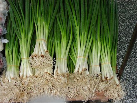 Sistem tumpang sari yang sekarang banyak ditanam adalah produksi total adalah hasil bawang daun yang didapat dari luas lahan tertentu setelah dibersihkan dari tanah yang menempel (dicuci dengan air). 5 Langkah Budidaya Bawang Daun dengan Mudah | Pak Tani Digital