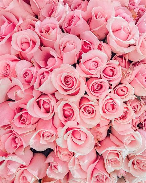 Instagram Fondos Rosados Fondos De Flores Rosas Fondos De Flores