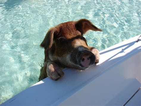 Swimming Pigs Cute Animals Animals