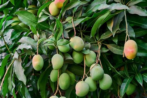 How To Grow Mango Trees