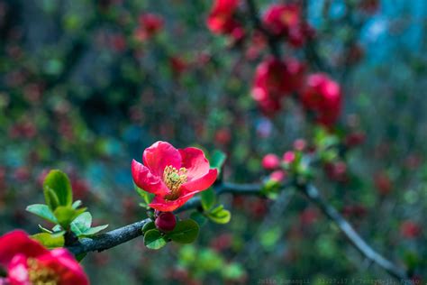 Maybe you would like to learn more about one of these? Kokko flowering quince | Although all quince species have ...