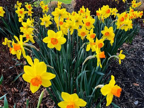 Bunch Daffodils In Botanical Garden Stock Image Image Of Landscaping